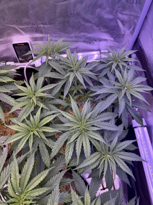 Super Lemon Haze - Fast run. Week 4 - 4/9/26