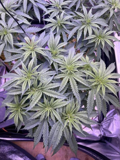 Super Lemon Haze - Fast run. Week 4 - 4/9/26