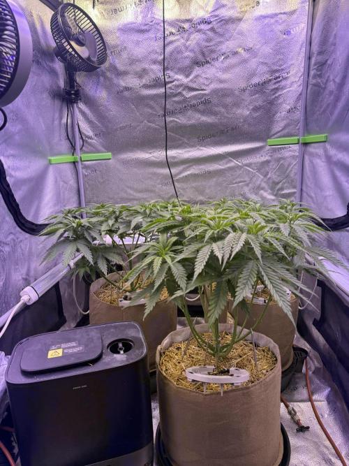 Super Lemon Haze - Fast run. Week 4 - 4/9/26