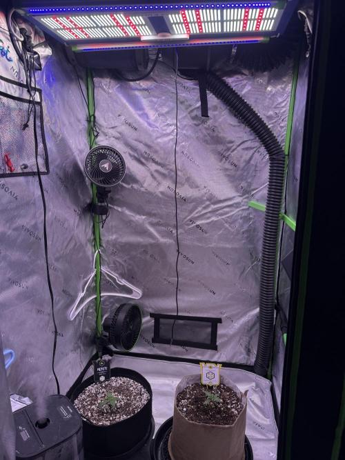 Mephisto - Golden O’z. Week 1