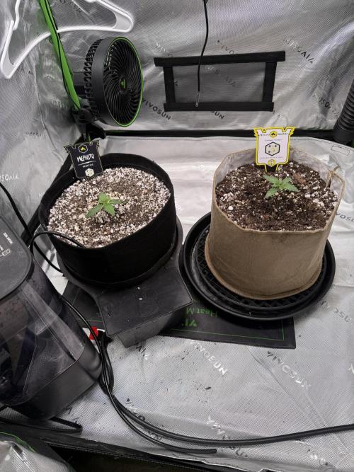 Mephisto - Golden O’z. Week 1
