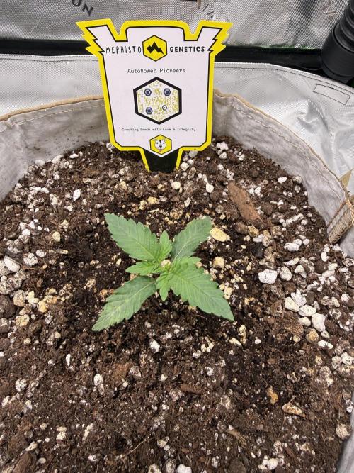 Mephisto - Golden O’z. Week 1