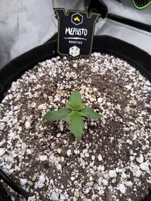 Mephisto - Golden O’z. Week 1