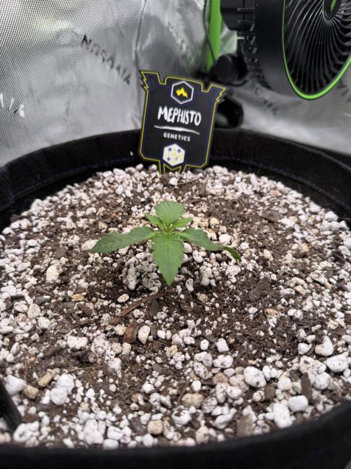 Mephisto - Golden O’z. Week 1