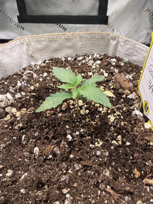 Mephisto - Golden O’z. Week 1