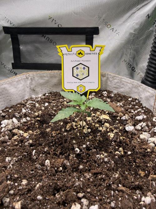 Mephisto - Golden O’z. Week 1