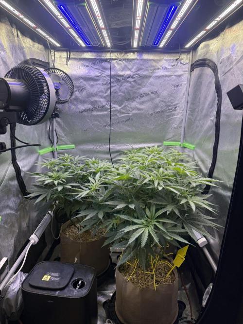 Super Lemon Haze - Fast run. Week 5