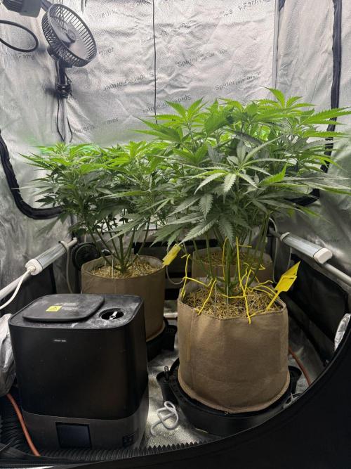 Super Lemon Haze - Fast run. Week 5