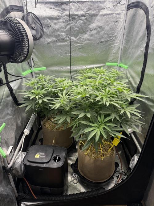 Super Lemon Haze - Fast run. Week 5