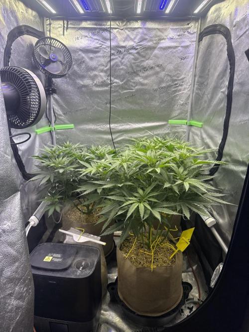 Super Lemon Haze - Fast run. Week 5