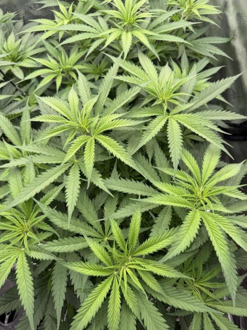 Super Lemon Haze - Fast run. Week 5