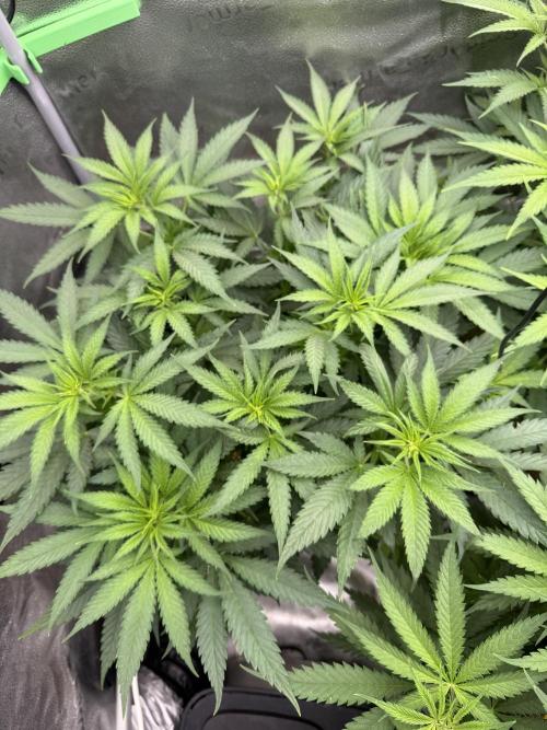 Super Lemon Haze - Fast run. Week 5
