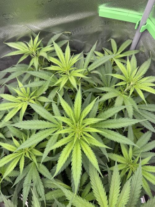 Super Lemon Haze - Fast run. Week 5