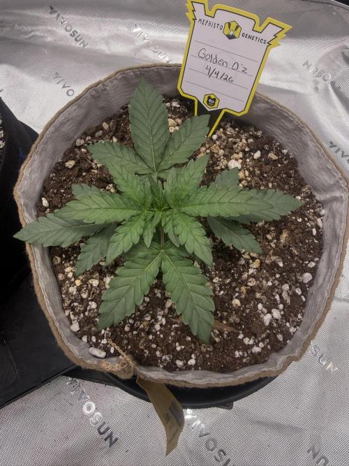 Mephisto - Golden O’z. Week 2
