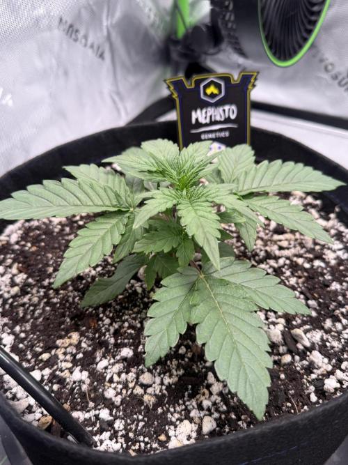 Mephisto - Golden O’z. Week 2
