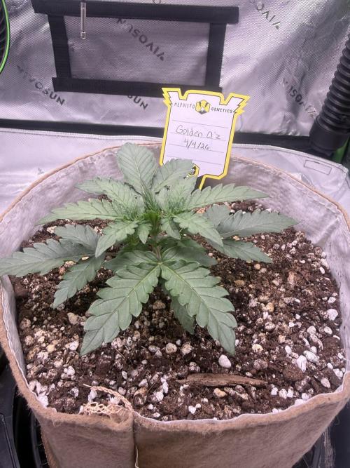 Mephisto - Golden O’z. Week 2