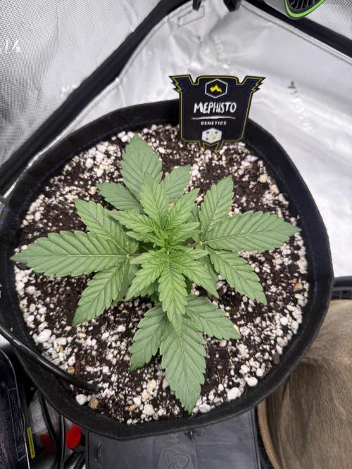 Mephisto - Golden O’z. Week 2