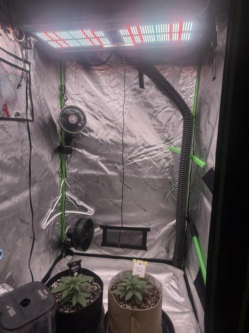 Mephisto - Golden O’z. Week 2