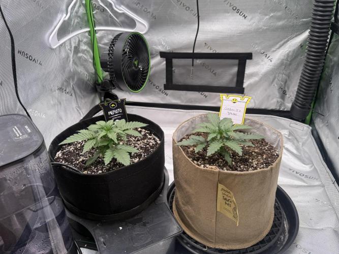 Mephisto - Golden O’z. Week 2