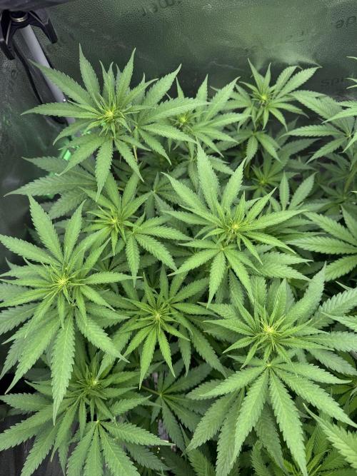 Super Lemon Haze - Fast run. Week 6