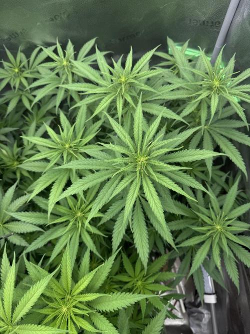Super Lemon Haze - Fast run. Week 6