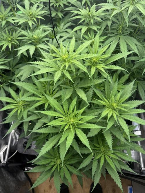 Super Lemon Haze - Fast run. Week 6