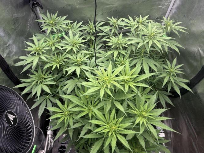 Super Lemon Haze - Fast run. Week 6