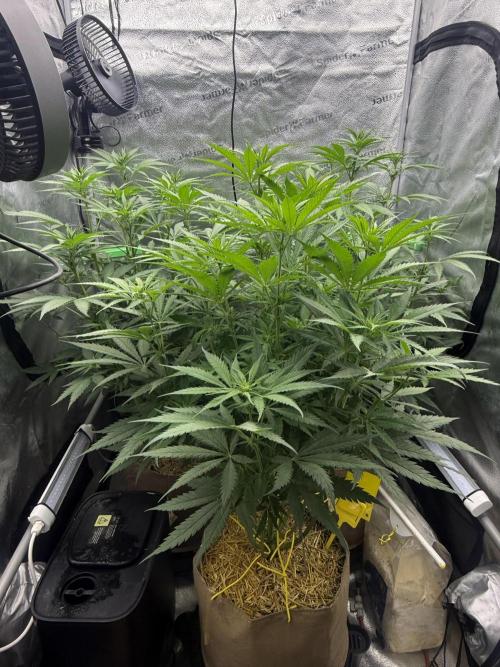 Super Lemon Haze - Fast run. Week 6