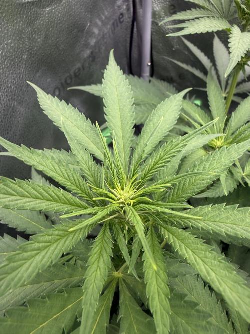 Super Lemon Haze - Fast run. Week 6