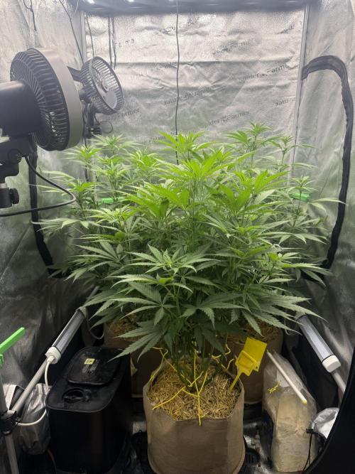 Super Lemon Haze - Fast run. Week 6