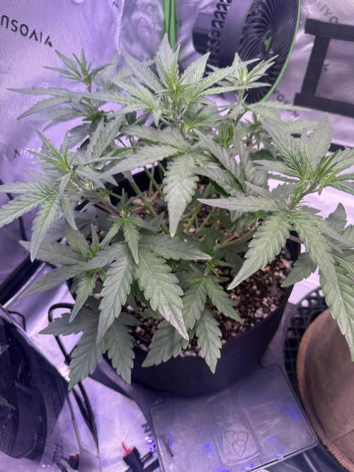 Mephisto - Golden O’z. Week 3
