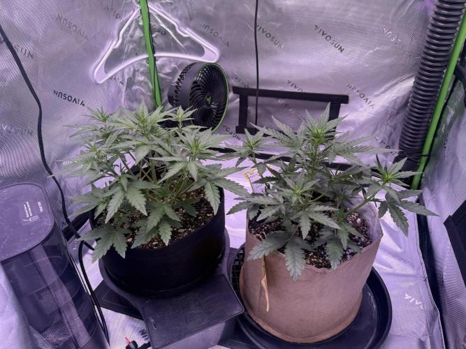 Mephisto - Golden O’z. Week 3