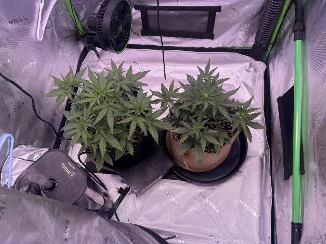 Mephisto - Golden O’z. Week 3