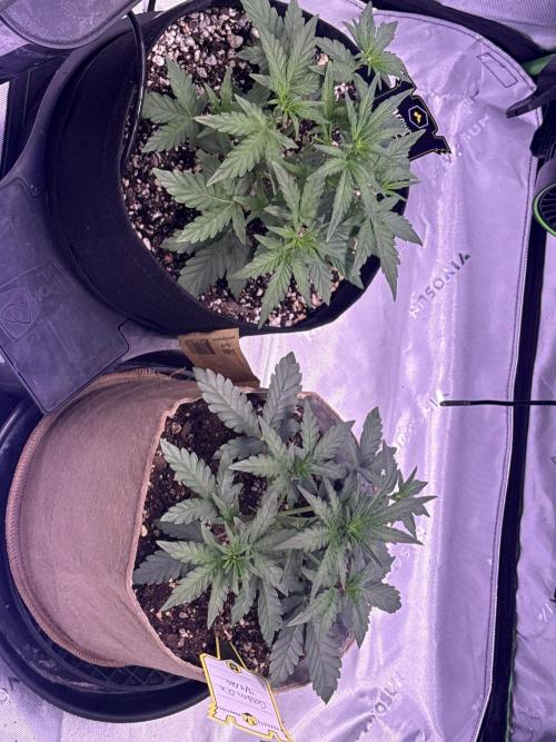 Mephisto - Golden O’z. Week 3