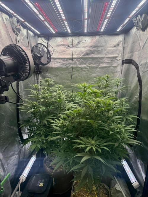 Super Lemon Haze - Fast run. Week 7