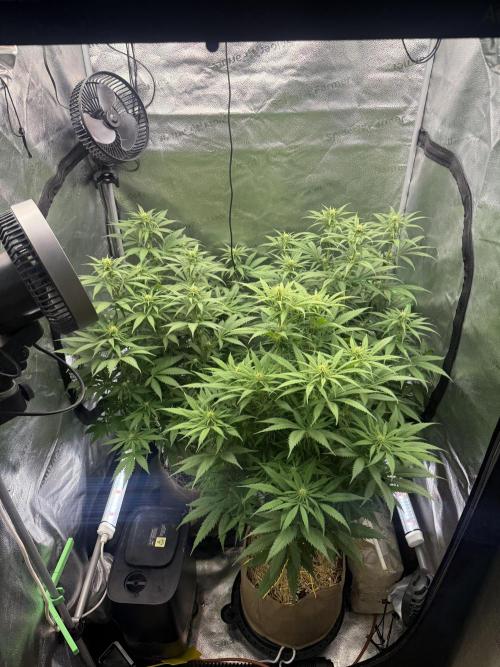 Super Lemon Haze - Fast run. Week 7