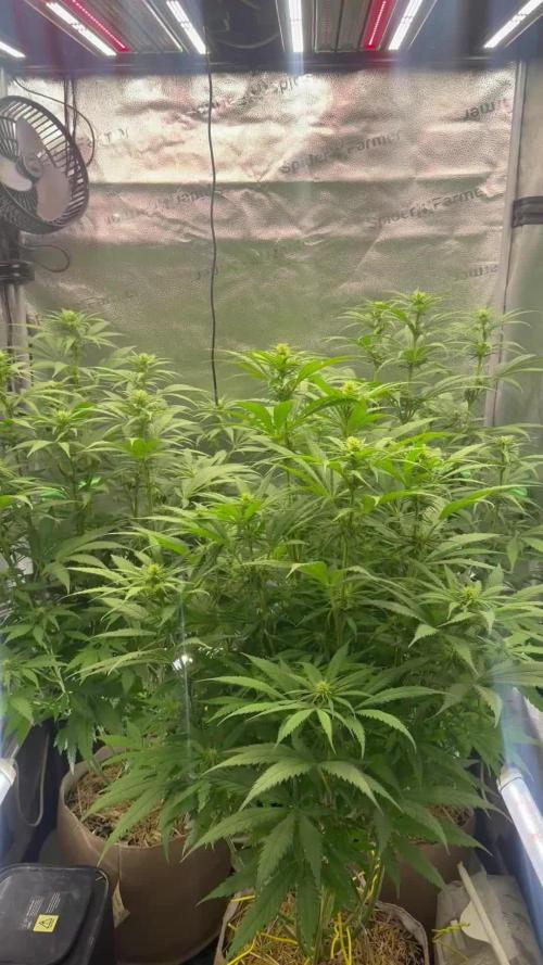 Super Lemon Haze - Fast run