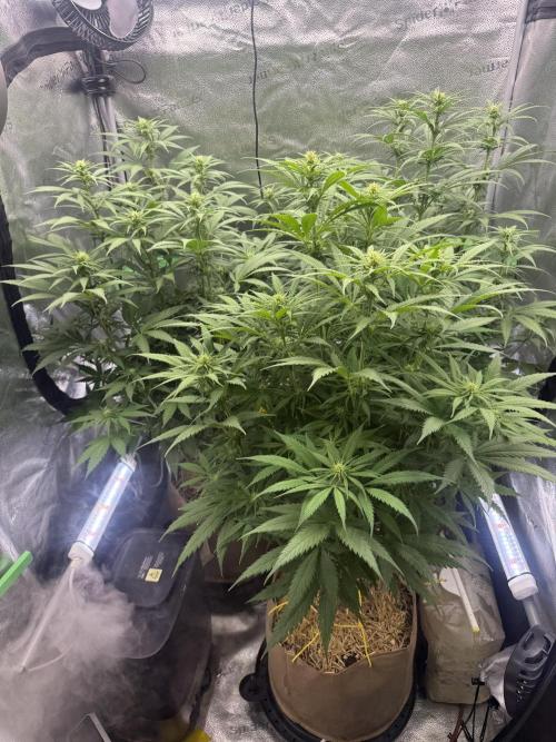 Super Lemon Haze - Fast run. Week 7