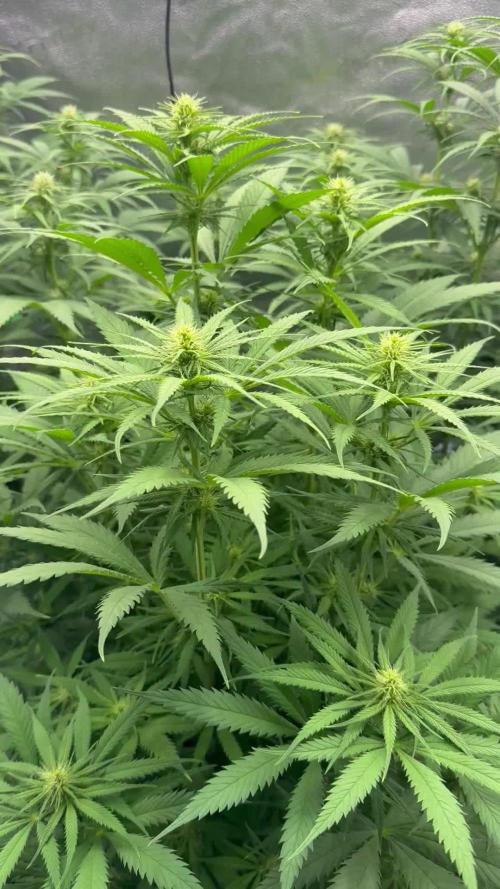 Super Lemon Haze - Fast run