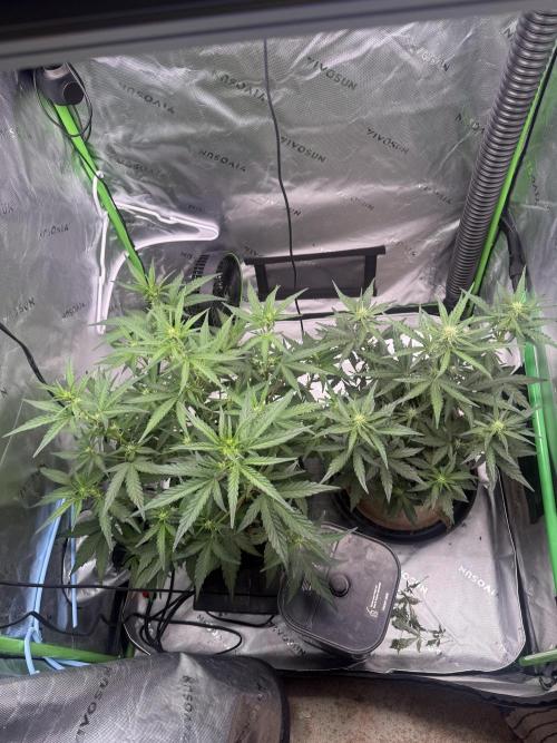 Mephisto - Golden O’z. Week 4