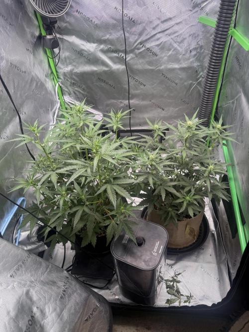 Mephisto - Golden O’z. Week 4
