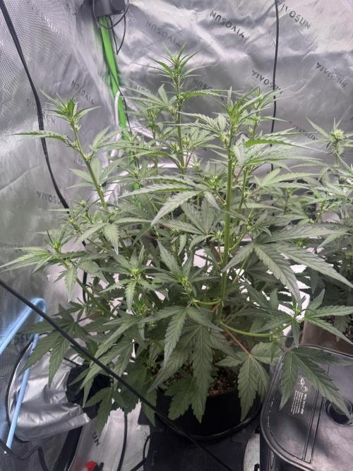 Mephisto - Golden O’z. Week 4