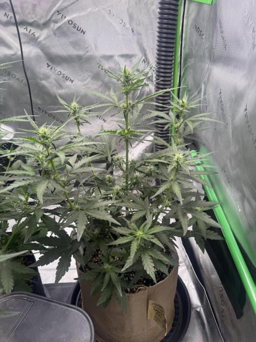 Mephisto - Golden O’z. Week 4