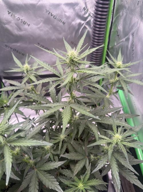 Mephisto - Golden O’z. Week 4