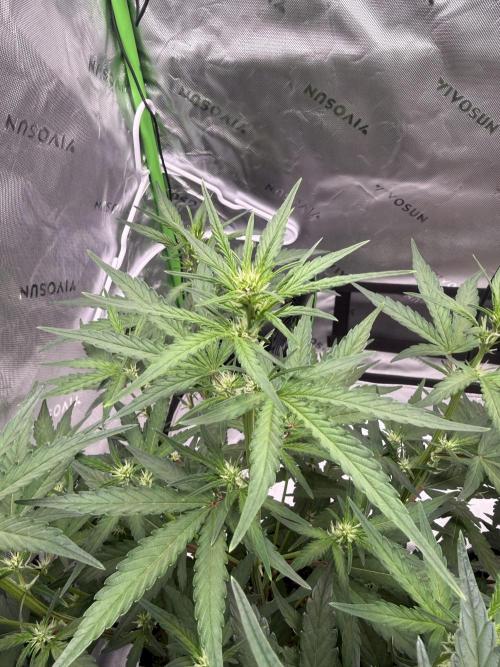 Mephisto - Golden O’z. Week 4
