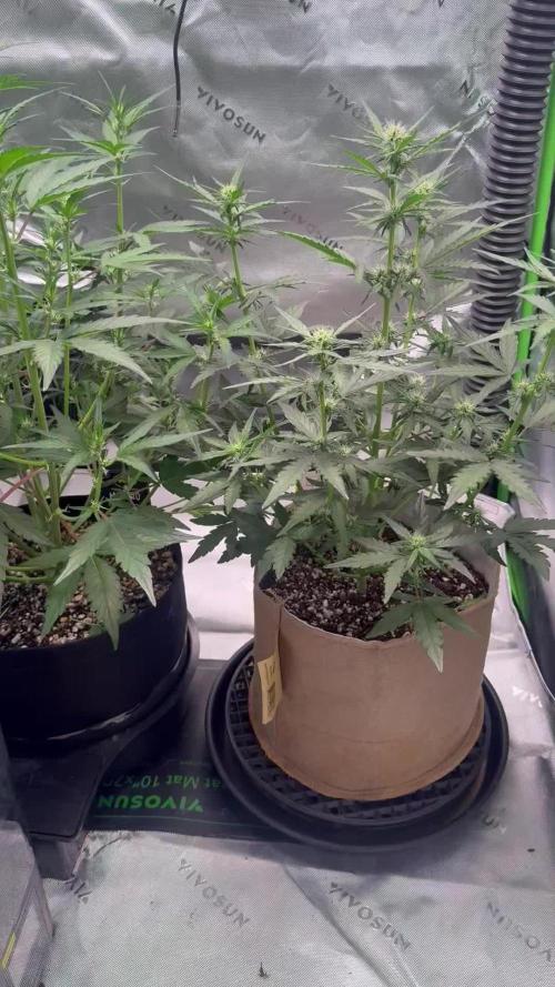 Mephisto - Golden O’z