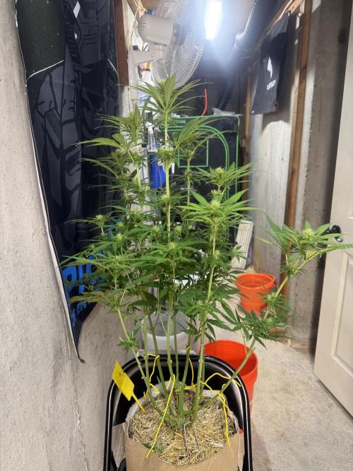Super Lemon Haze - Fast run. Week 8