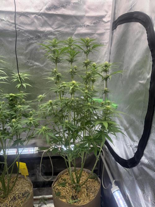 Super Lemon Haze - Fast run. Week 8