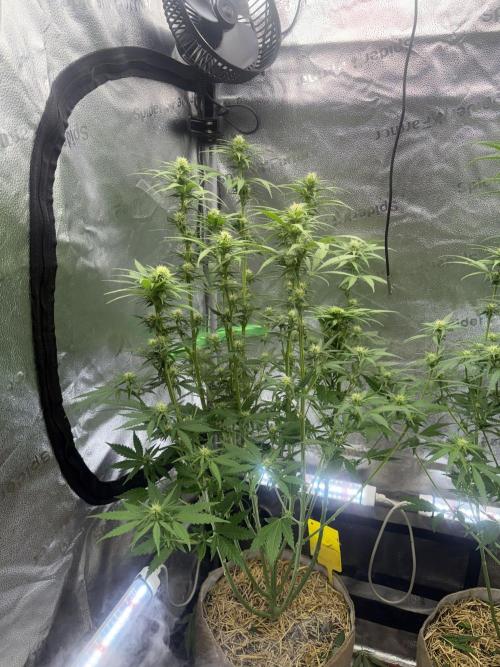 Super Lemon Haze - Fast run. Week 8