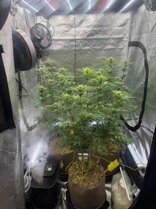Super Lemon Haze - Fast run. Week 8